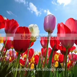 Supply Beautiful Fresh Cut Red Color Tulip Bulb thumbnail-6