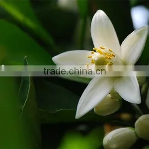 Neroli Extract thumbnail-1