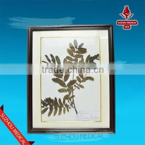 Medicinal Plants Herbarium thumbnail-2