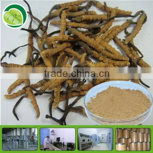 Polysaccharide/Cordycepin/cordyceps Sinensis Powder thumbnail-1