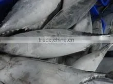 HORSE MACKEREL FISH thumbnail-5