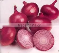 Egyptian Onion thumbnail-4