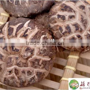 Organic Shitake Mushrooms for Fresh Shiitake Mushroom With High Quaiity thumbnail-1