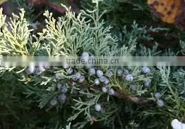 JUNIPERUS FLORAL WATER thumbnail-5