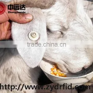 Small LF/UHF Rfid Cattle/ Goat /rabbit Animal Ear Tag thumbnail-6