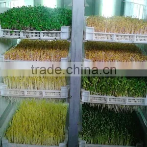 Full Automatic Hydroponic Organic Bean Sprouts Machine thumbnail-5