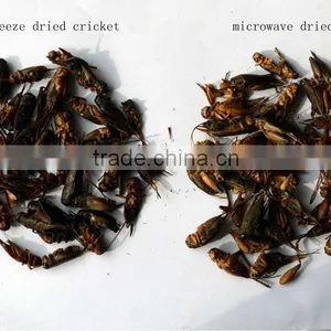 Freeze Dried Crickets, Bird & Reptiles Pet Food thumbnail-5
