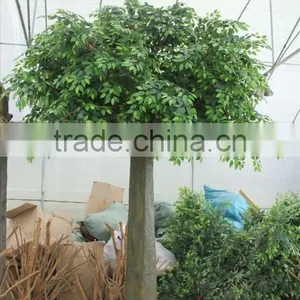 Fake Banyan Tree Real Touch Hot Sale Factory Home /hotel Artificial Ficus Tree thumbnail-3