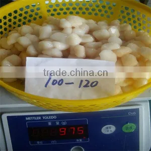 IQF Scallops (100-120) thumbnail-1