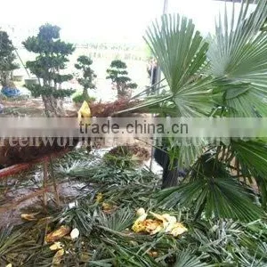 Trachycarpus Fortunei 1.5 Meter Trunk Height thumbnail-1