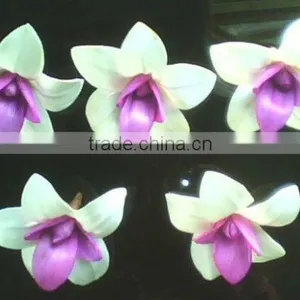 PROTE Asola Flower thumbnail-1