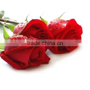 Rose Absolute Oil thumbnail-2