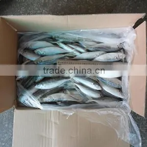 High Quality Horse Mackerel(Decapterus Maruadsi) 120-160 Pcs thumbnail-6