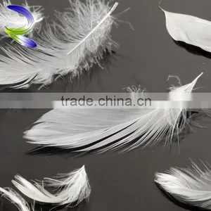 Best Selling Wholesale Washed White Goose Feather thumbnail-5