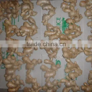 Ginger thumbnail-4