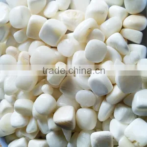 Wholesale Price Tumbled Tridacna Stone thumbnail-2