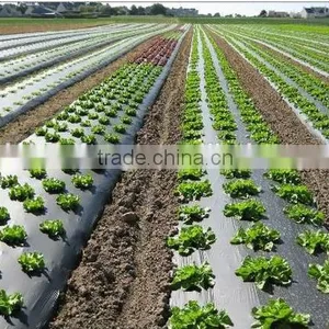 Compostable Film thumbnail-1