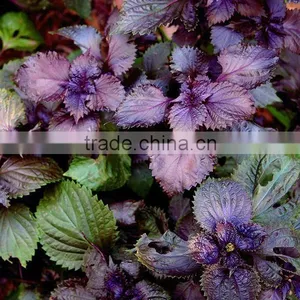 GMP Factory Sale High Quality Perilla Seed Oil thumbnail-4
