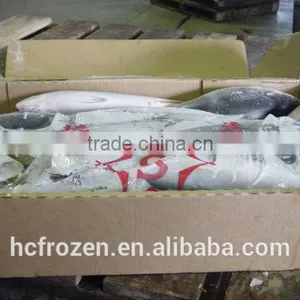 Frozen Japan Yellowtail thumbnail-3