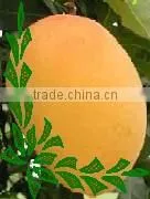 Pakistan Mango thumbnail-1