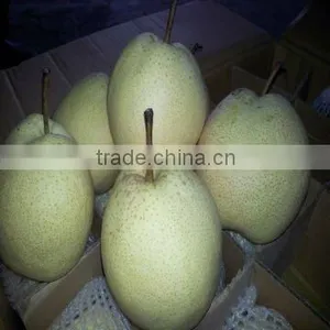 Fresh ya Pear thumbnail-1