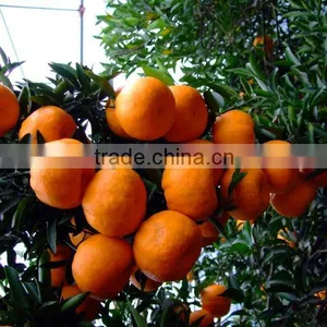 Orange Puree thumbnail-5