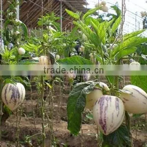 Hybrid F1 Pepino Seed Pepino Cucumber Seeds For Cultivation thumbnail-2
