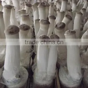 Oyster Mushroom Spawn/mushroom Logs thumbnail-1