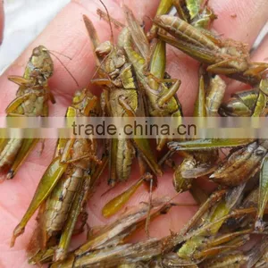 Bird & Fish Pet Food Freeze Dried Locusts ;Dried Locusts For Pet thumbnail-2