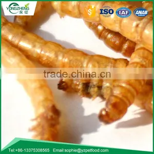 Dried Mealworm for Backyard Bird and Chicken thumbnail-3