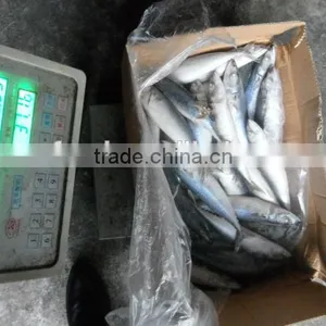 Frozen Saury (Cololabis Saira) Whole Round Fresh & Cheap thumbnail-1