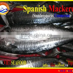 FROZEN SPANISH MACKEREL WHOLE ROUND thumbnail-1