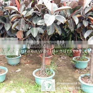 Ficus Elastica Nursery thumbnail-1