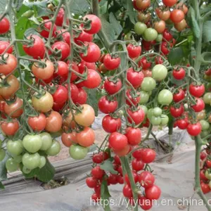 Cherry Tomato Seeds Hot Tomato Greenhouse Plant Tomato Seeds No.70 thumbnail-2