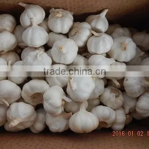 Garlic thumbnail-6
