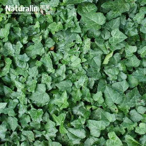 Ivy Extract thumbnail-5