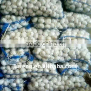 Pure White Garlic thumbnail-1