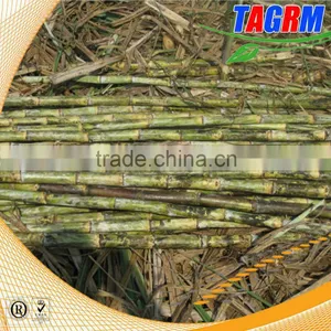 6BZ-5 Sugarcane Top Removing Machine/sugarcane Top Remover Machine With Top Efficiency Selling thumbnail-1