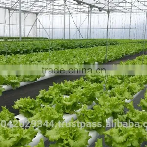 Drip Irrigation System and NFT Hydroponics for Agriculture Product thumbnail-6