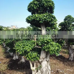 Woody Plants Big Banyan Tree for Garden Decoration thumbnail-5