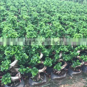 Outdoor Landscaping Plants thumbnail-1