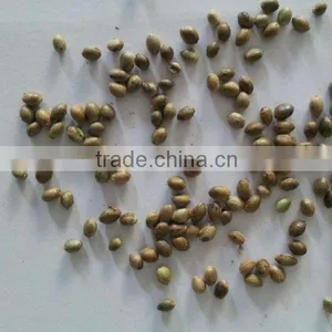 Private Label Organic Hulled Hemp Seed,Hemp Seeds,Shelled Hemp Seeds thumbnail-1