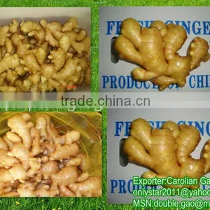 2012 Good Fresh Chinese Ginger thumbnail-1