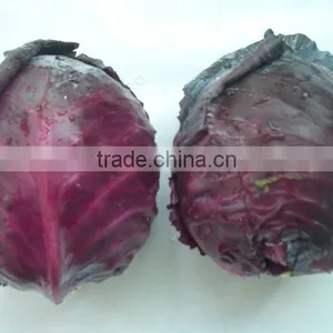 2011 New Crop Chinese Cabbage thumbnail-1