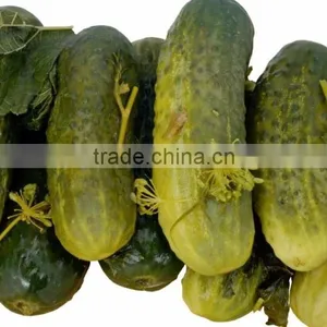 Best Quality Pickled Cucumbers in Jar From Vietnam - Cheap Price! thumbnail-4