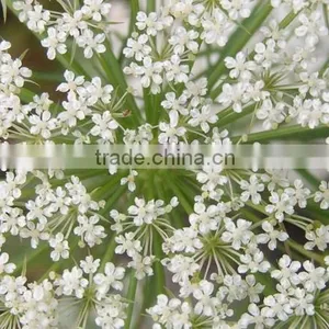 Factory Price Cnidium Fruit Extract With Cas No.: 484-12-8 98% Osthole thumbnail-3
