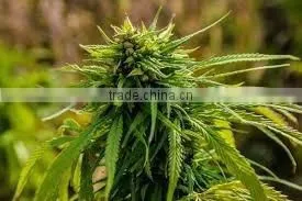 Hemp Seed Oil Aromatherapy Oil thumbnail-1