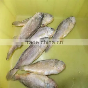 Iqf Yellow Fish Whle and Dry Fish thumbnail-1