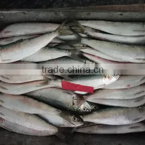 Fresh Sardine for Bait on Sale thumbnail-1