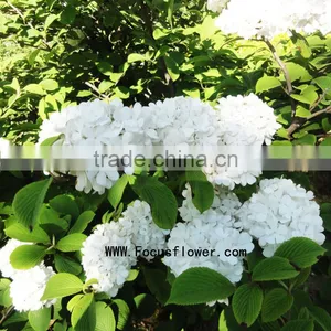 Quality Anthurium Flowers Hobby Lobby Wholesale Flowers Fresh Cut Flower Buyer Factory Prize Supply thumbnail-1